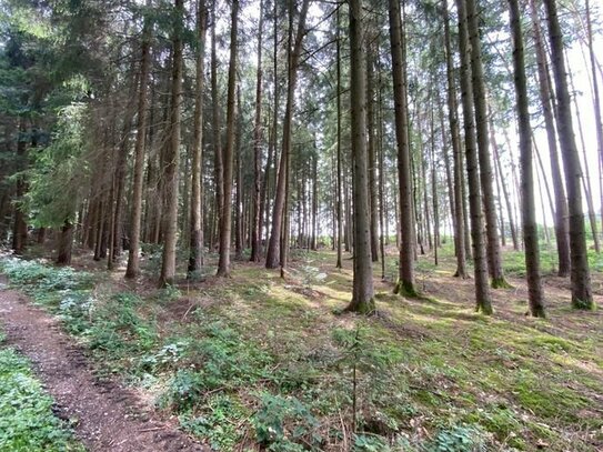 Waldfläche mit 4.335 m² in Kager Gemarkung Rampoldstetten