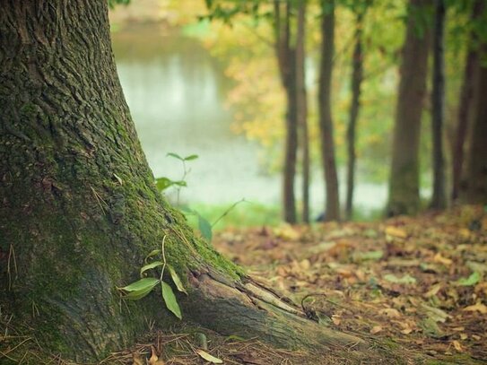 Herrliche Waldflächen zu verkaufen!