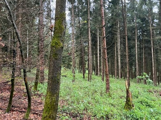 Bis zu 7,9 ha Mischwaldfläche mit langjährigen Baumbestand