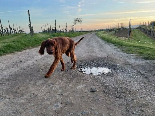 Gemeinsam mit Freunden bauen - 2 Grundstücke nebeneinander - ruhige Lage an den Weinbergen