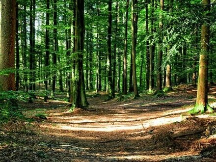 Der Wald ist Ihr Nachbar, und das in innenstadtnaher Lage von Münster-Gremmendorf auf einem herrlich ruhigen, 1080 m² g…