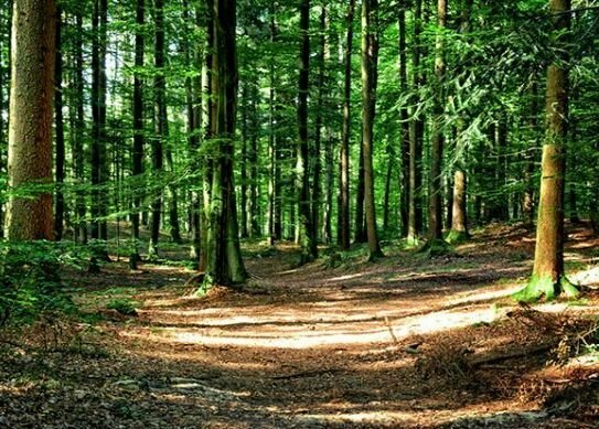 Der Wald ist Ihr Nachbar, und das in innenstadtnaher Lage von Münster-Gremmendorf auf einem herrlich ruhigen, 1080 m² g…