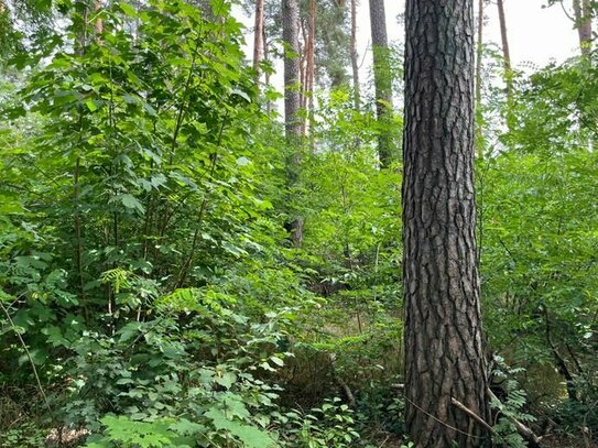 Provisionsfrei für den Käufer … wassernahes, grünes Fleckchen, ...MIT P0SITIVER BAUVORANFRAGE!