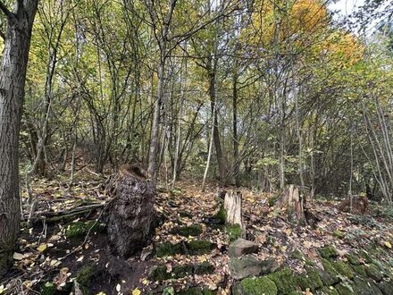 Kronach - zwei zusammen liegende Grundstücke (Waldflächen)