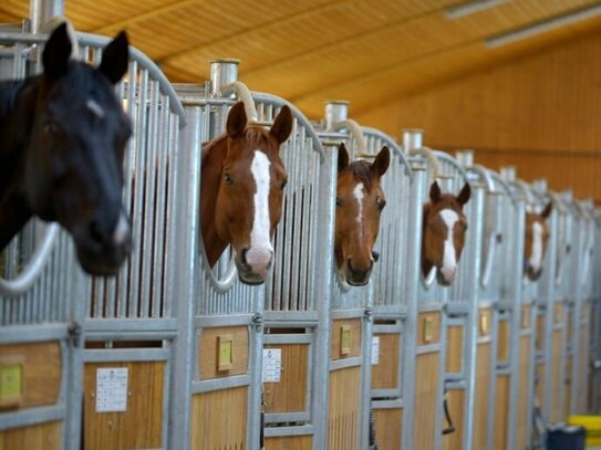 Reitanlage der Extraklasse bei München