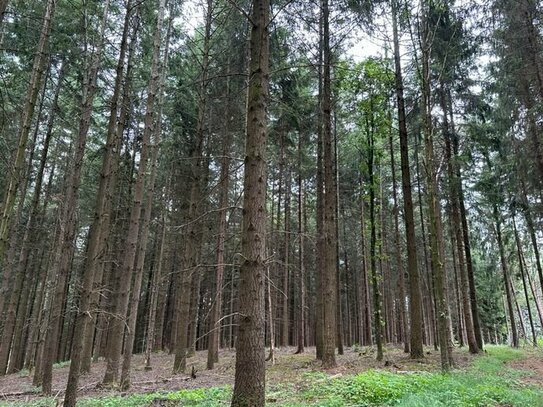 DIPLOM-Immowirt MAIER !! schönes WALD-Grundstück tolle Zufahrt !!