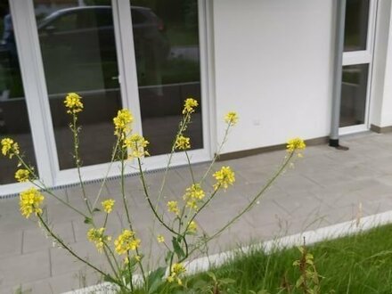 3-Zimmer-Eigentumswohnung in Rheinfelden-Nollingen / Gartenwohnung mit großer Südwestterrasse und Gartenanteil • Energi…