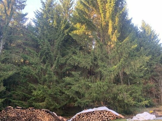 42.000 m² Fichten-, Tannen- und Buchen-Wald, 10 km von Regen