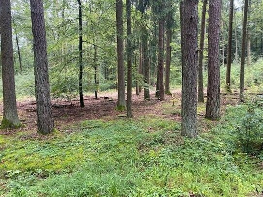 Wald bei Kelheim/Herrnsaal mit tollem Baumbestand