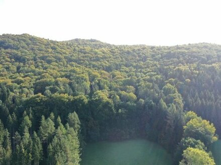 Waldstück mit 90% Buchenanteil bei Kirchensittenbach