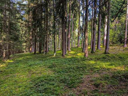 Waldgrundstück bei Schmidlkofen in der Gemeinde Reisbach