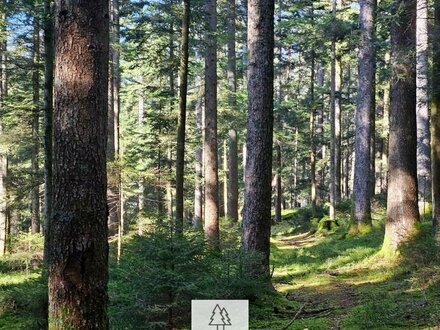 Diverse Waldflächen zum Verkauf I stufig & schön strukturiert I gut bewirtschaftbar