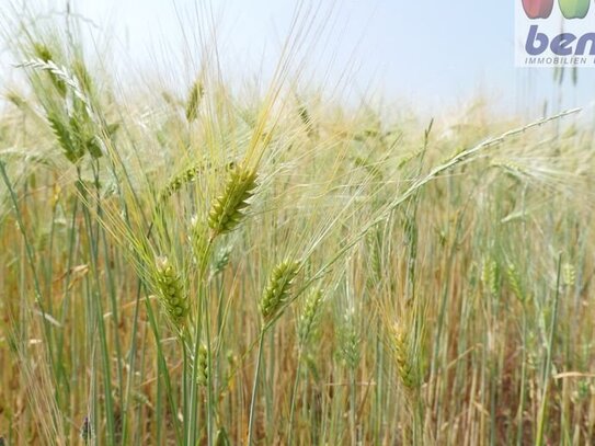 1.72.76 ha Ackerland und 4.75.35 ha Grünland in der Gemarkung Riede