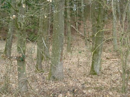 Wald zwischen Hohenwart und Wangen - Buche / Eiche