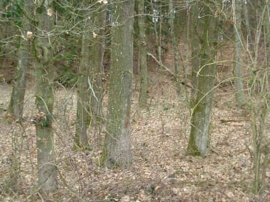 Wald zwischen Hohenwart und Wangen - Buche / Eiche