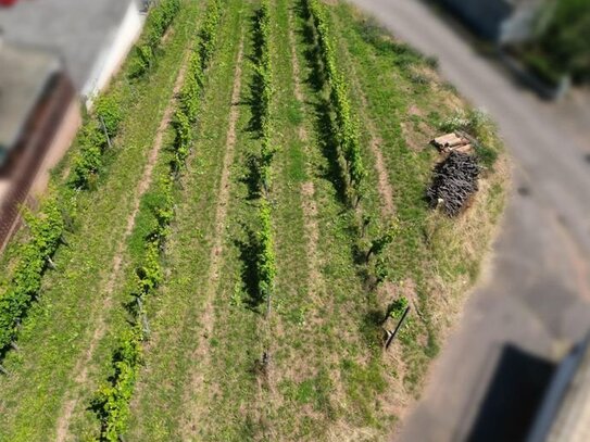 Baugrundstück in direkter Weinberglage am Rande des Naturschutzgebietes zu verkaufen!