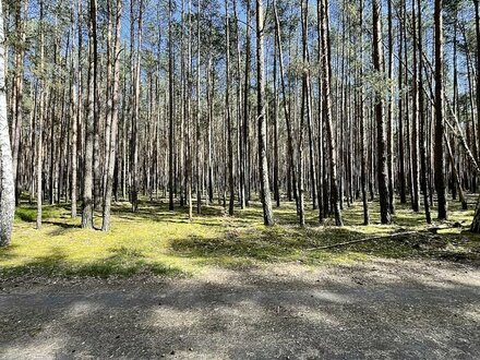 0,9 ha Waldfläche