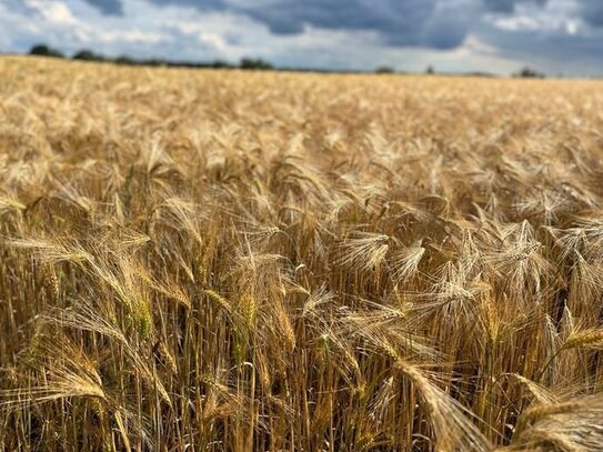 21 ha Landwirtschaftsfläche Acker-Grünland in Mecklenburg!