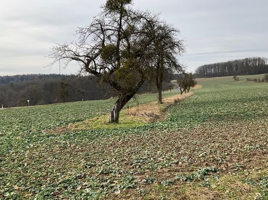 Zwei landwirtschaftliche Grundstücke in Wüstenwelsberg