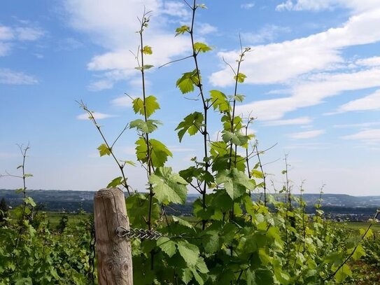 Weingut zu verkaufen - Vom Traum zur Realität