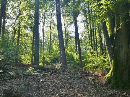 GANESHA-IMMOBILIEN...groses Waldgrundstück mit hohem Baumbestand zu verkaufen.