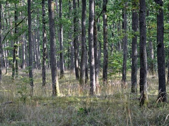 20 Hektar Laubwald mit Eichenbestand