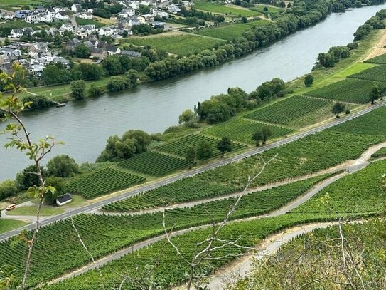 Weingut an der Mosel mit zwei Wohnhäusern und viel Umschwung zu verkaufen