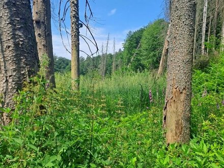 17 Min. v. Köln-Ost: Waldbaden in einem wilden Bachtal