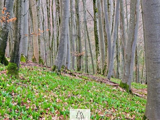 Buchen-Mischwald am Ende eines idyllischen Bachtals