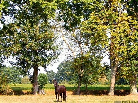 Dr. Lehner Immobilien NB - Komfortabel Wohnen im Naturparadies auf 4,5 ha