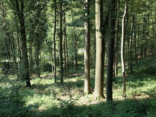 Land- und forstwirtschaftliche Flächen bei Halver