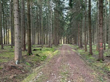 Waldfläche mit Eigenjagd, Lommatzscher Pflege bei Döbeln