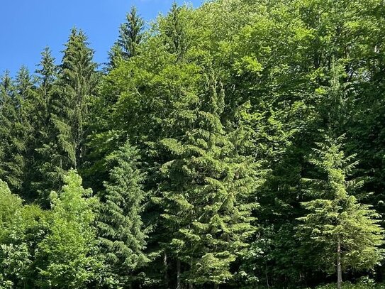 Waldgrundstück in Bischofswiesen - Silberg