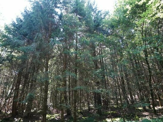 Wald mit gesicherter Zufahrt und gutem Bestand zu verkaufen