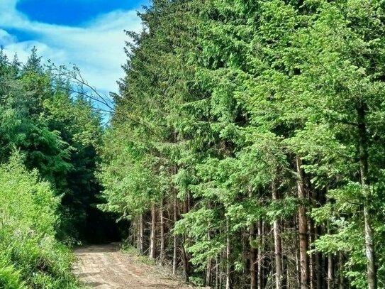 Waldfläche zwischen Furth und Mitterfels