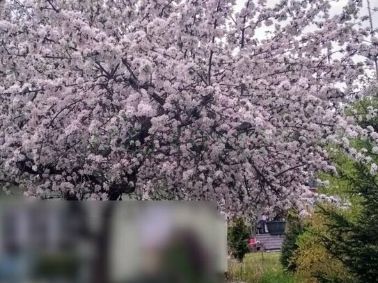 Grundstück zur Erholung mit einem Bungalow, gelegen in einer ruhigen Umgebung von Seifhennersdorf