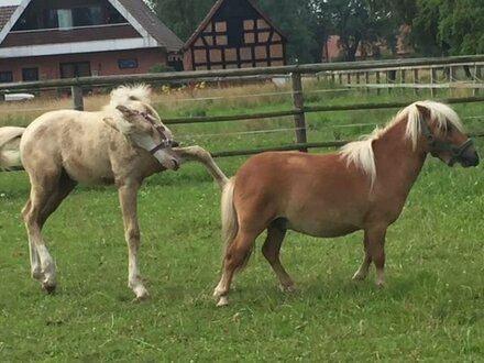 Wohnen mit Pferdeboxen, Reitplatz und Führanlage