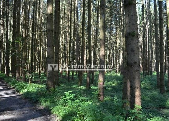 Wald im Westerholz