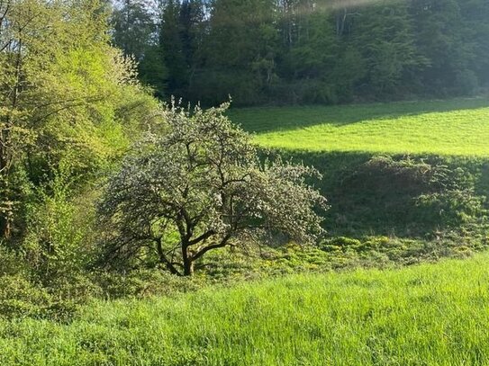 Großes Grundstück - teilbar in 4 - mit Ausblick - Hausen-Wied Bremscheid