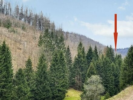 ca. 1,5 ha Grün- und Waldflächen im Thüringer Wald