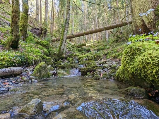 WUNDERSCHÖNER NATUR-BERGWALD, UNTERHALB DES KREUZJOCH - PRIVATWALD