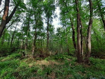 14,5 ha Waldflächen bei Wellaune-Tiefensee-Schnaditz