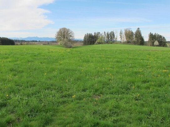 2 große Landwirtschaftliche Wiesenflächen (Mooswiesen) und Waldfläche (Aufeld)