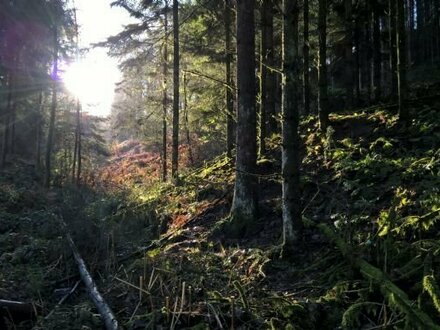 17 Min. v. Köln-Ost: zauberhafte Waldgrundstücke in einem wilden Bachtal