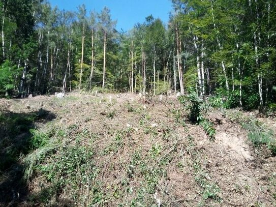 Baugrundstück in Waldrandlage, Hanglage.