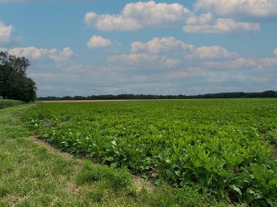 Landwirtschaftliche Fläche in der Gemarkung Lailling Gem. Otzing