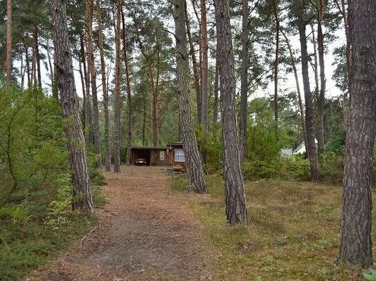 Traumhaftes Waldgrundstück in Michendorf