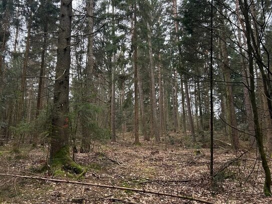 Waldgrundstücke zwischen Falkenfels und Ascha