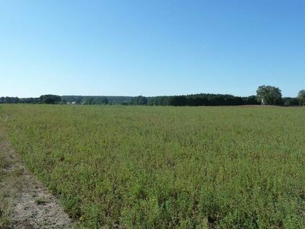 Acker- und Forstfläche im Raum Calau