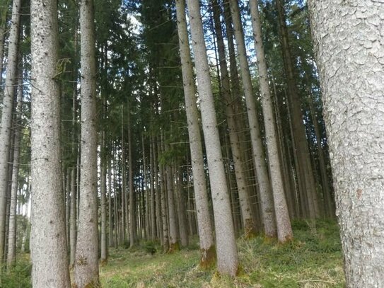 Wald- und Forstflächen zwischen Aitrach und Aichstetten